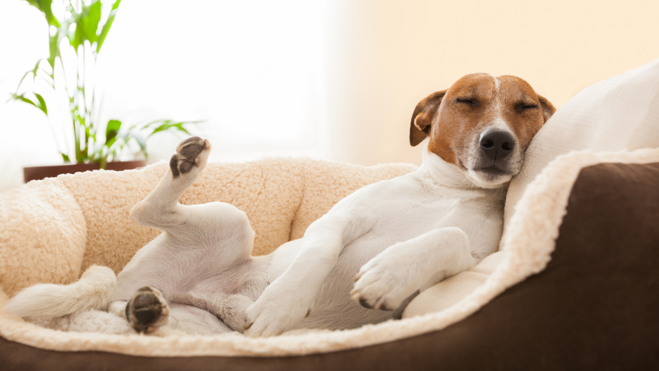 5 Vorteile von orthopädischen Hundebetten