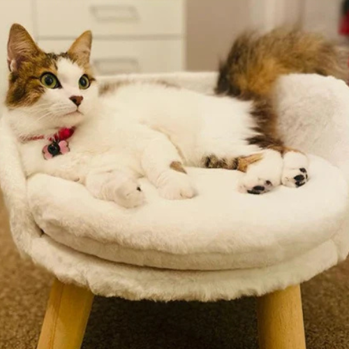 ARNE Hunde- und Katzensofa