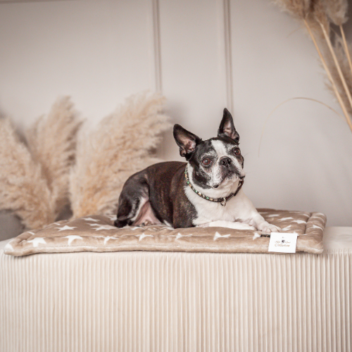 Pawla Petstore: King Louis Collection Decke Stars