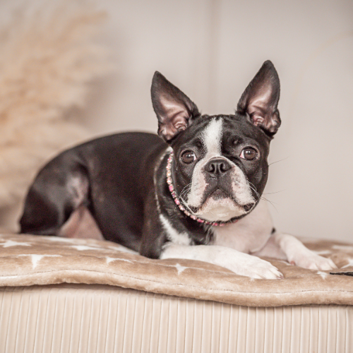 Pawla Petstore: King Louis Collection Decke Stars