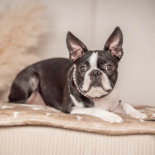 King Louis Collection Decke STARS