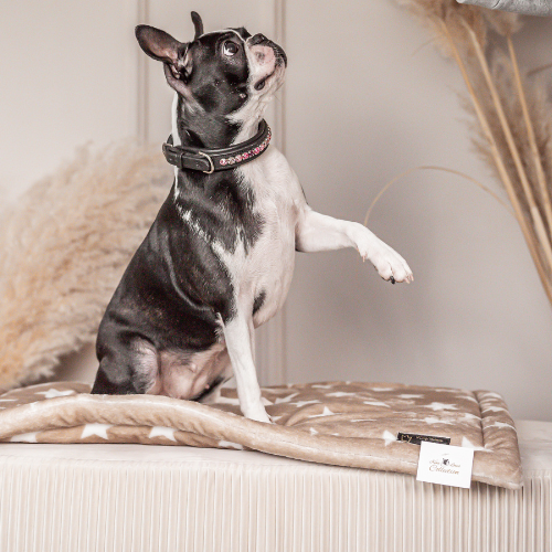 Pawla Petstore: King Louis Collection Decke Stars