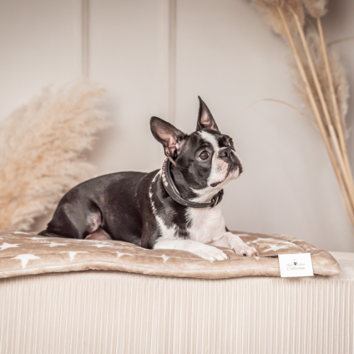 Pawla Petstore: King Louis Collection Decke Stars