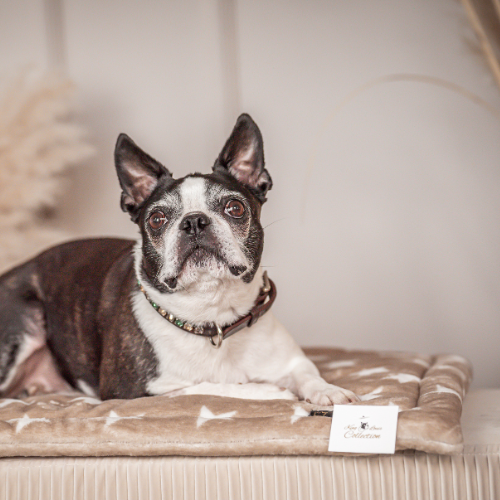 Pawla Petstore: King Louis Collection Decke Stars