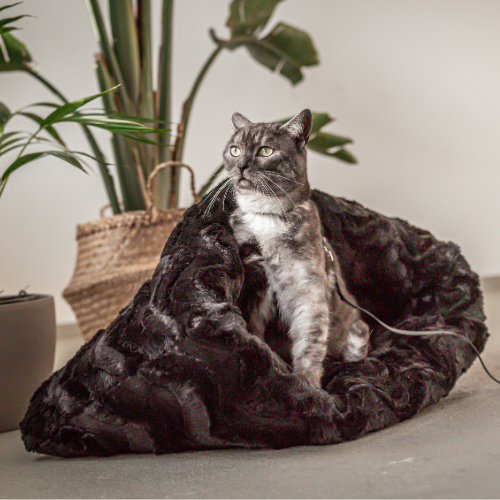 Pawla Petstore: Katze sitzt in King Louis Collection Kuschelsack Zebra