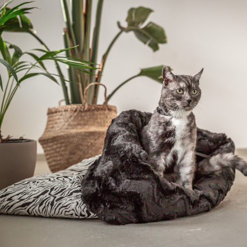 Pawla Petstore: Katze sitzt in King Louis Collection Kuschelsack