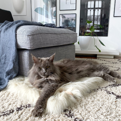 Labbvenn Decke FÖRA