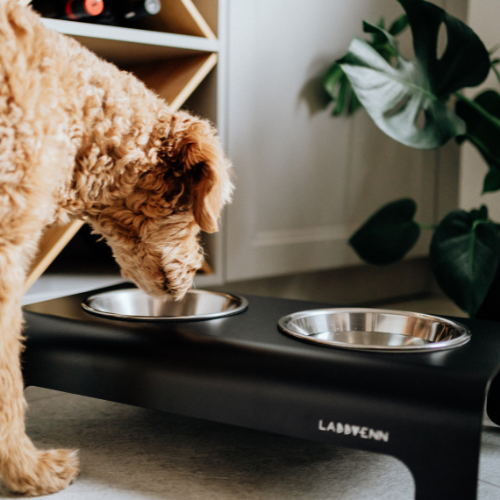 Labbvenn Futterstation für Hunde RICO