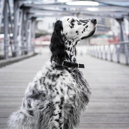 Labbvenn Hundehalsband KOLLU