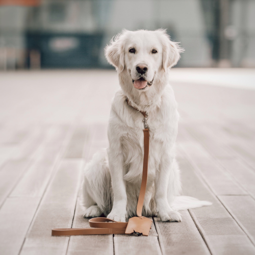 Labbvenn Leine LUSSA