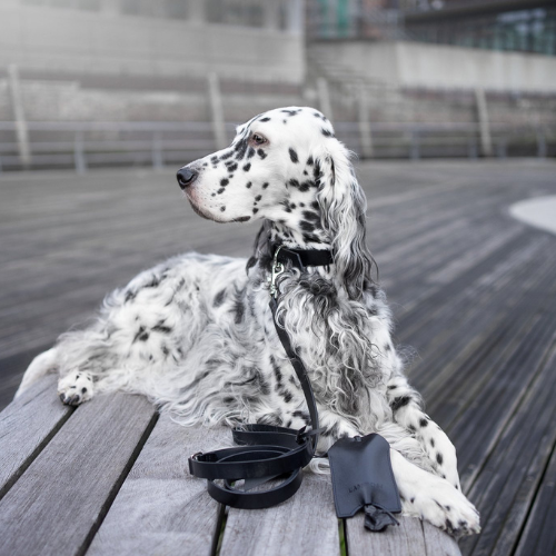 Labbvenn Leine LUSSA