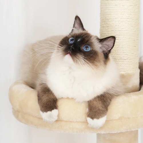 Pawla Petstore: EMMA Kratzbaum