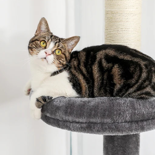 Pawla Petstore: EMMA Kratzbaum