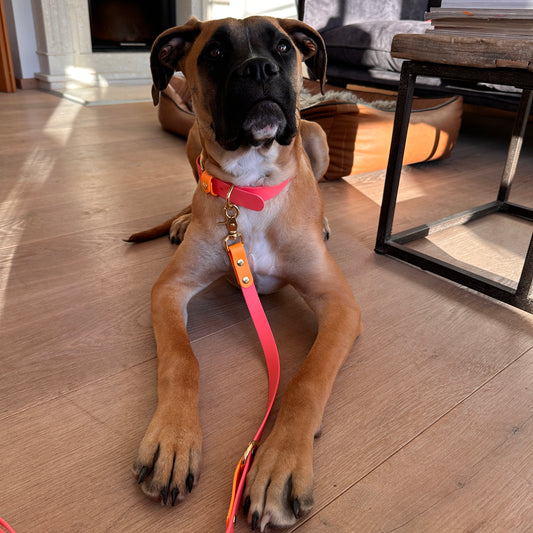 Styledog Wonderland Freihandleine "Gold Edition" Biothane