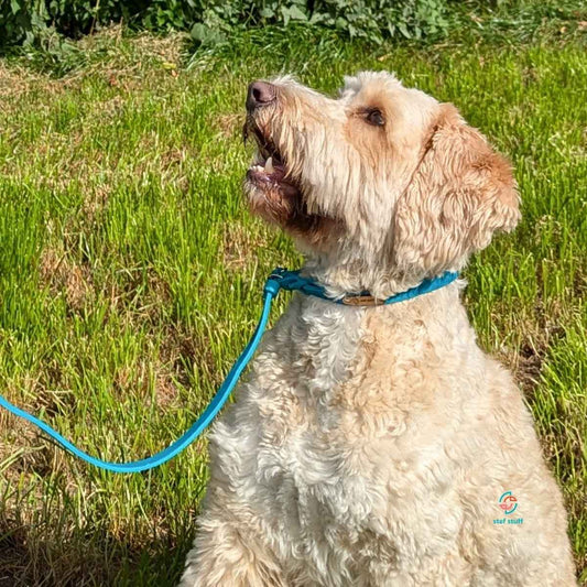 stef stuff Retrieverleine Fettleder PURE