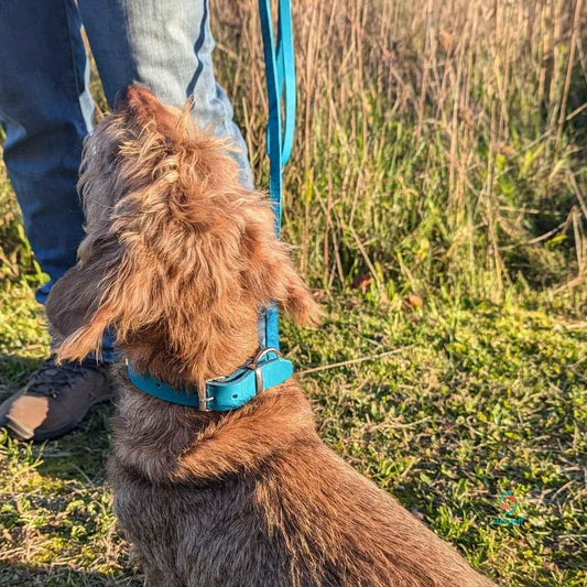 stef stuff Schmales Halsband Fettleder PURE