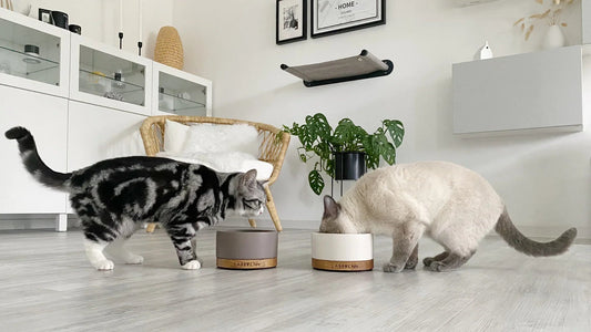 Zwei Katzen fressen aus modernen Futternäpfen im stilvollen Wohnzimmer von Pawla Petstore.