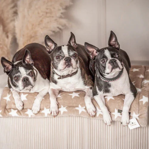 Drei Boston Terrier liegen auf beiger Hundedecken mit weißen Sternen, Pawla Petstore Haustiermöbel