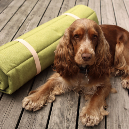 Hund liegt neben grüner Labbvenn Reisematte auf Holzterrasse, Pawla Petstore Haustierzubehör für Reisen mit Hund