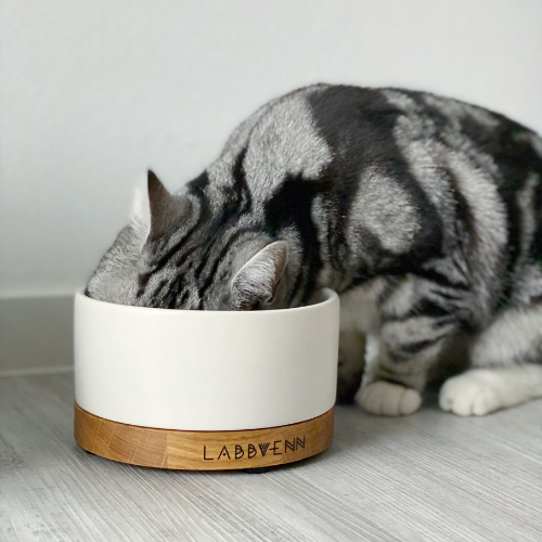 Graue Katze frisst aus modernem Katzennapf aus Keramik und Holz auf hellem Boden, Pawla Petstore