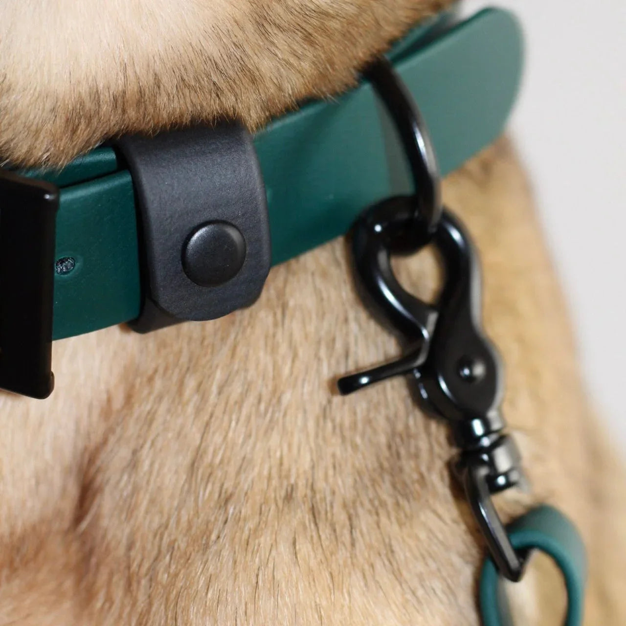 Hochwertiges Biothane Hundehalsband in Petrol mit schwarzem Karabiner, Detailaufnahme