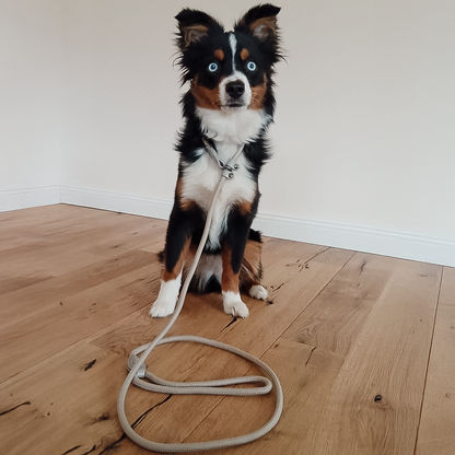 Retrieverleine – Tauleine mit integriertem Halsband