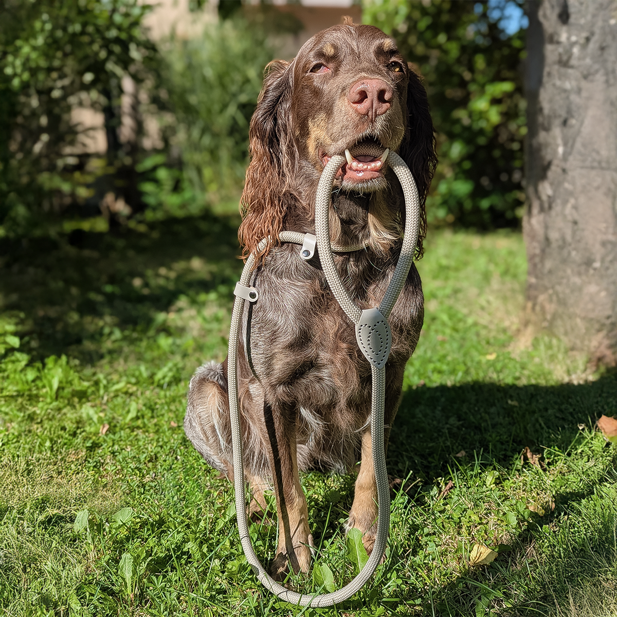 Retrieverleine – Tauleine mit integriertem Halsband