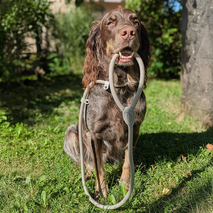 Retrieverleine – Tauleine mit integriertem Halsband