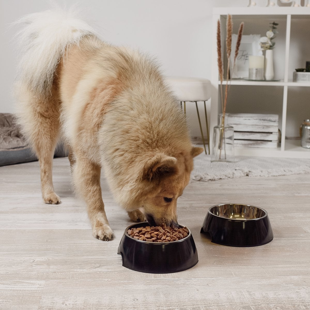 Futternapf 2er Set für Hunde und Katzen – Schwarz