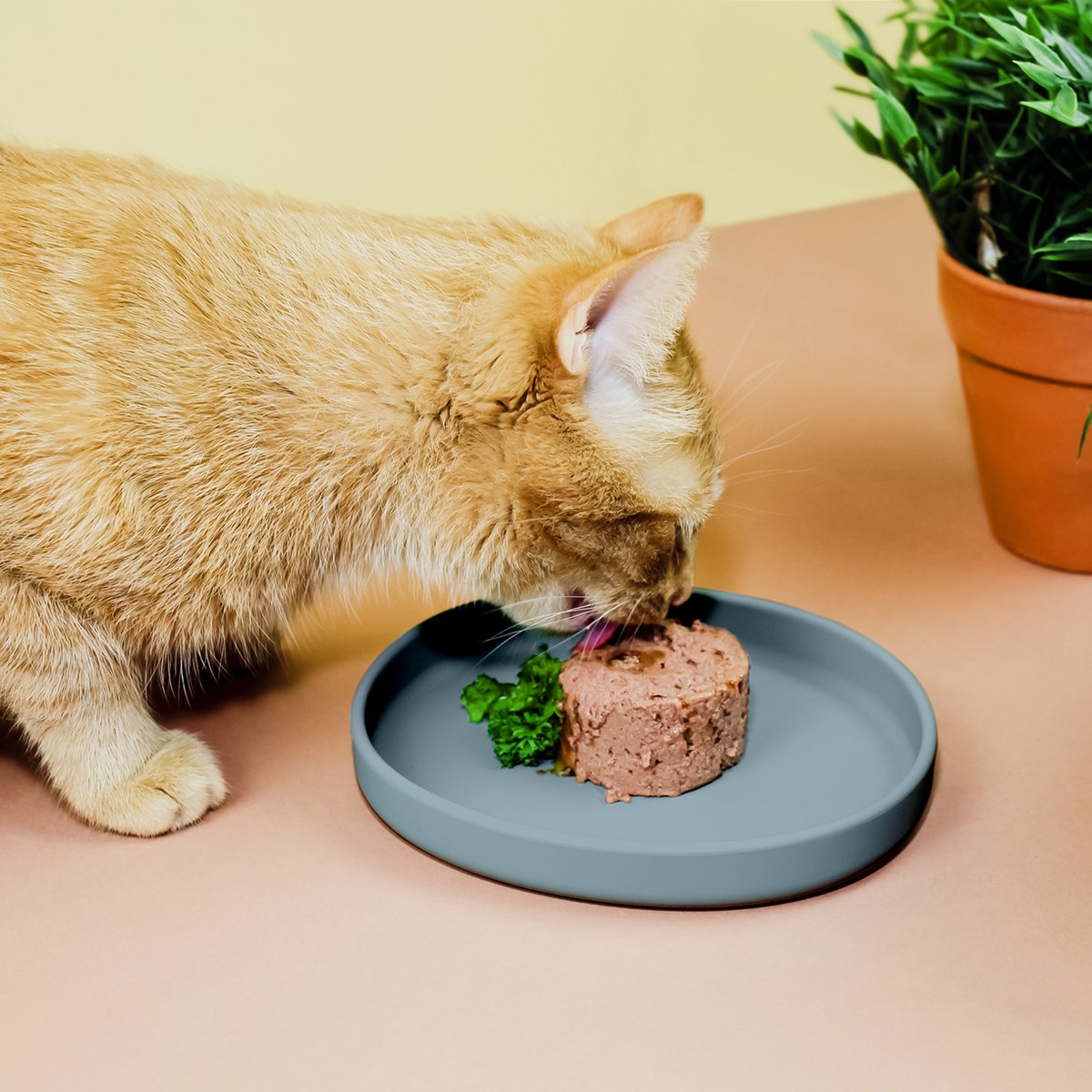 Flache Silikon Futterschale für Katzen