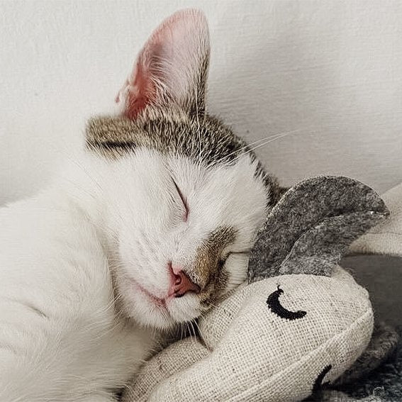 Katzenspielzeug mit Katzenminze 3er Set