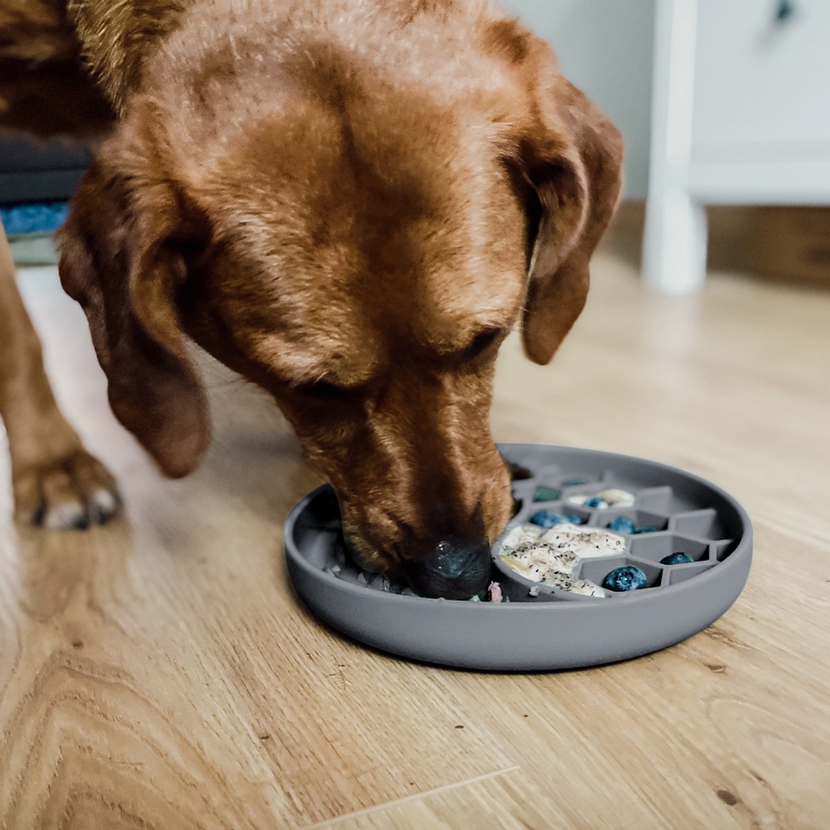 Anti Schling Napf für Hunde und Katzen