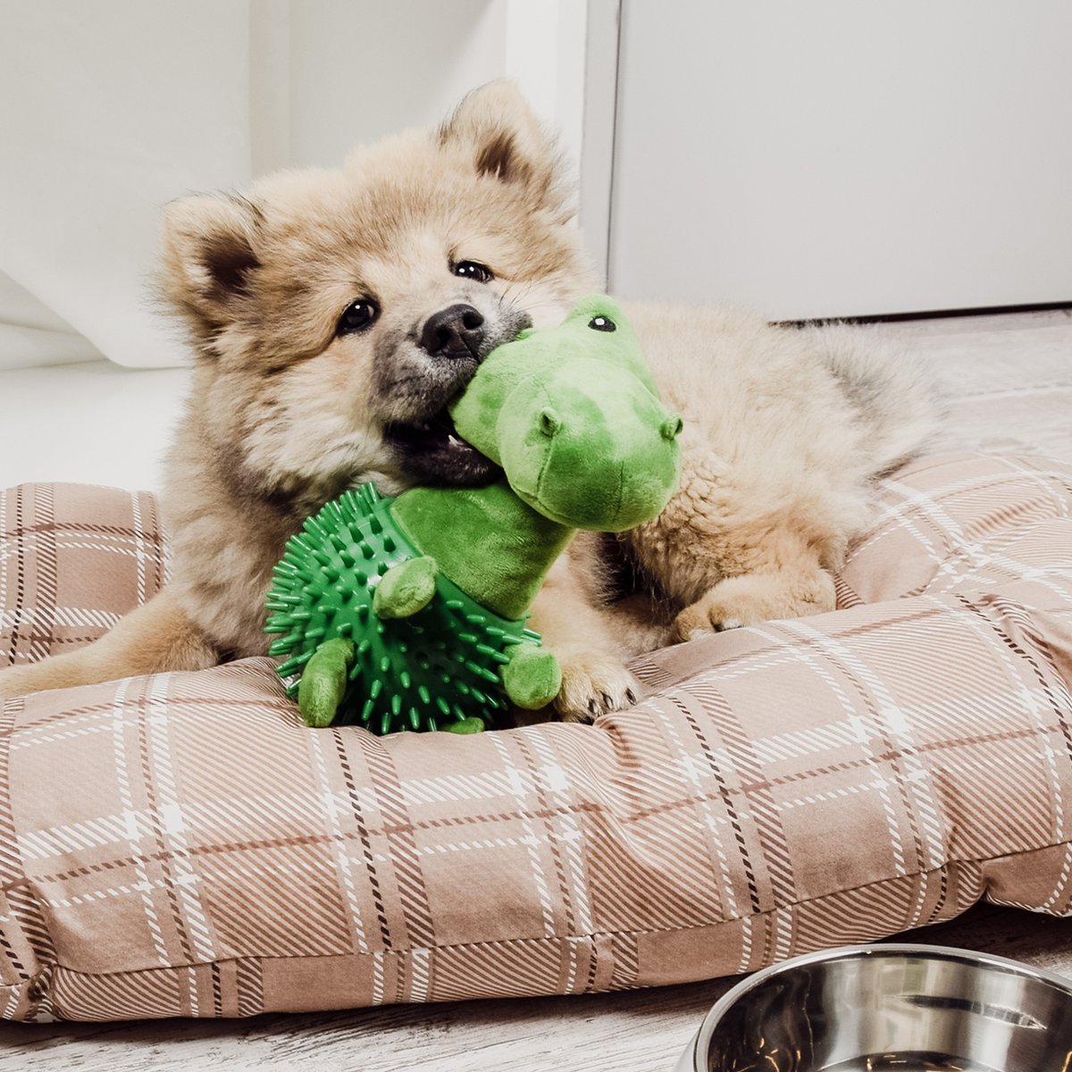 Hunde-Kauspielzeug mit Quietscher Dino