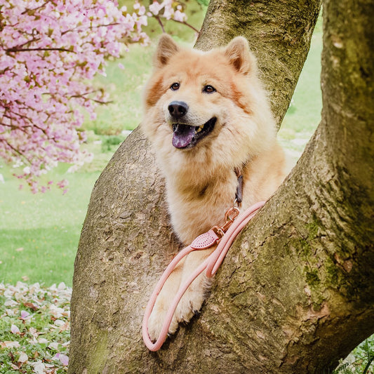 Tauleine für Hunde