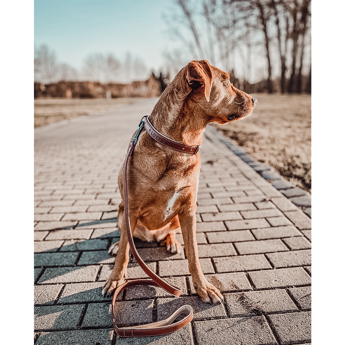 Halsband & Leine Set aus veganem Leder – Braun/Beige