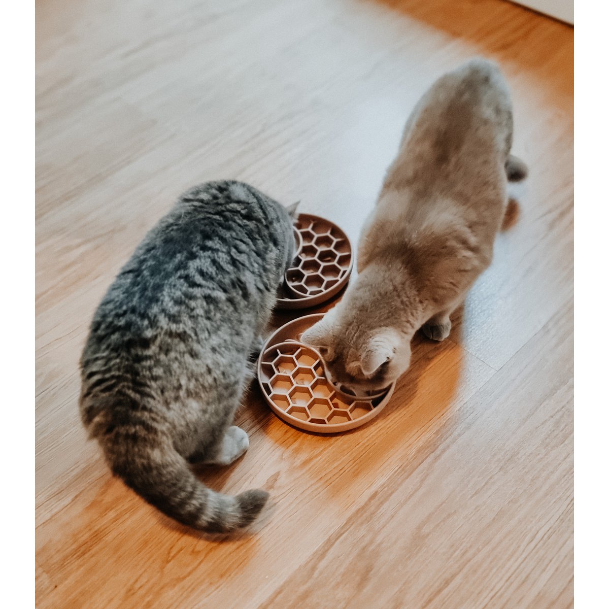 Anti Schling Napf für Hunde und Katzen