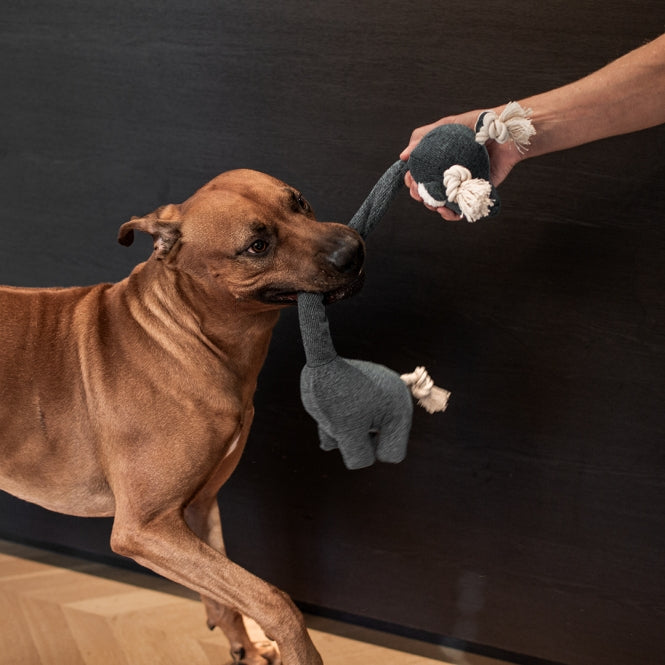 D&D Hundespielzeug George XXL