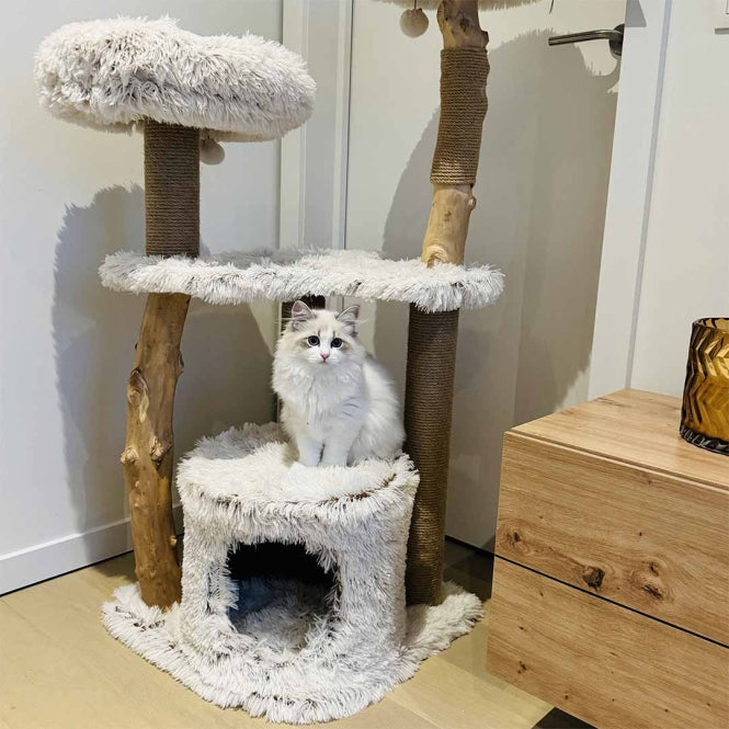 EBI Kratzbaum Marseille