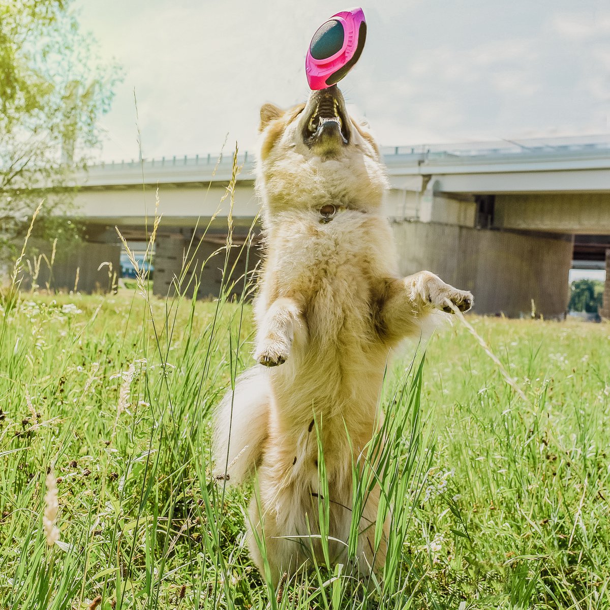 Hunde-Football – schwimmfähig