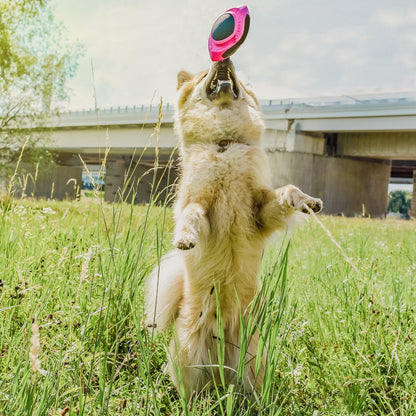 Hunde-Football – schwimmfähig