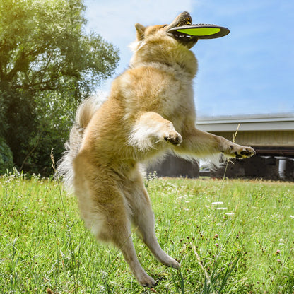 Hunde-Frisbee – schwimmfähig