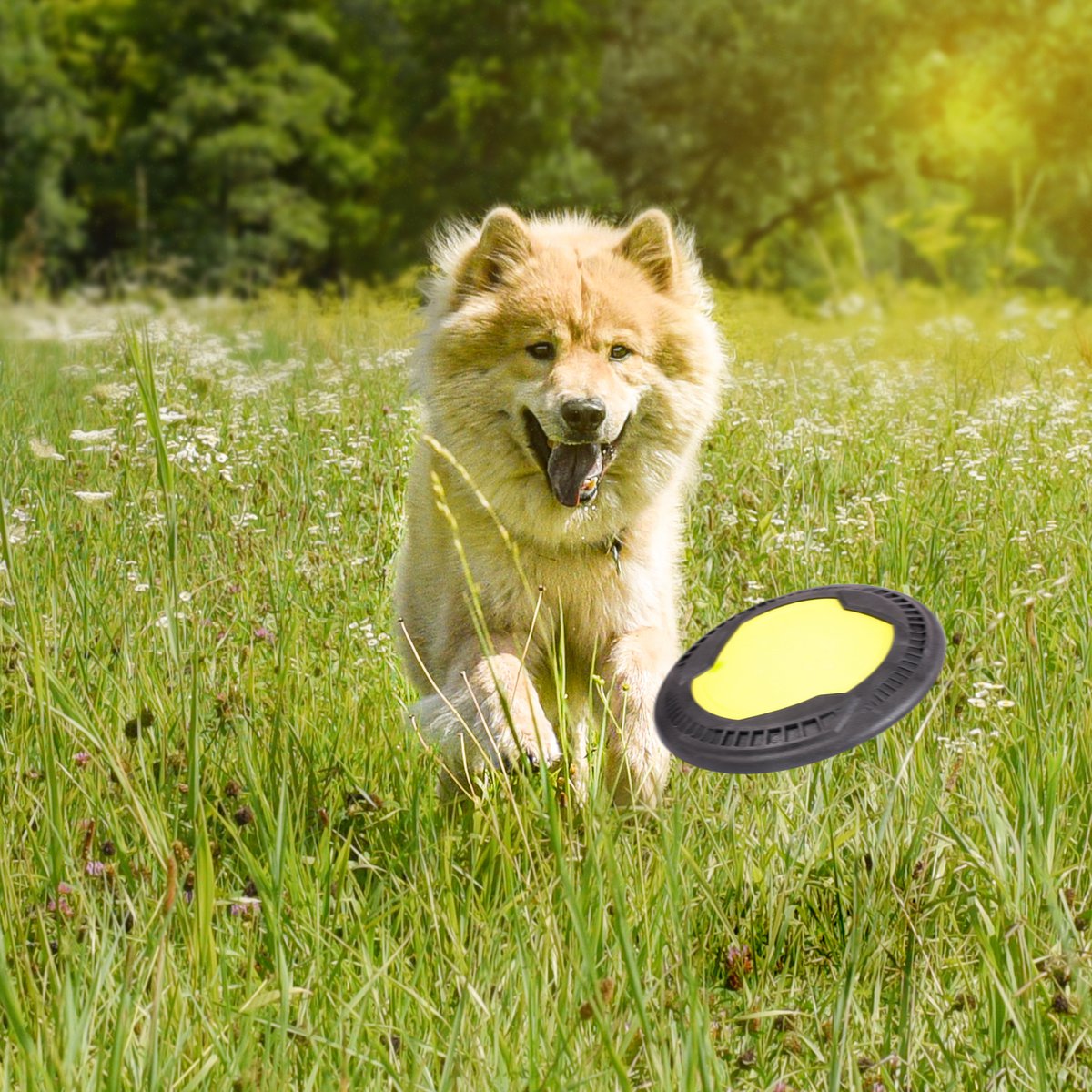 Hunde-Frisbee – schwimmfähig