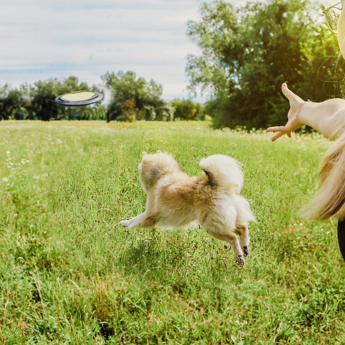 Hunde-Frisbee – schwimmfähig
