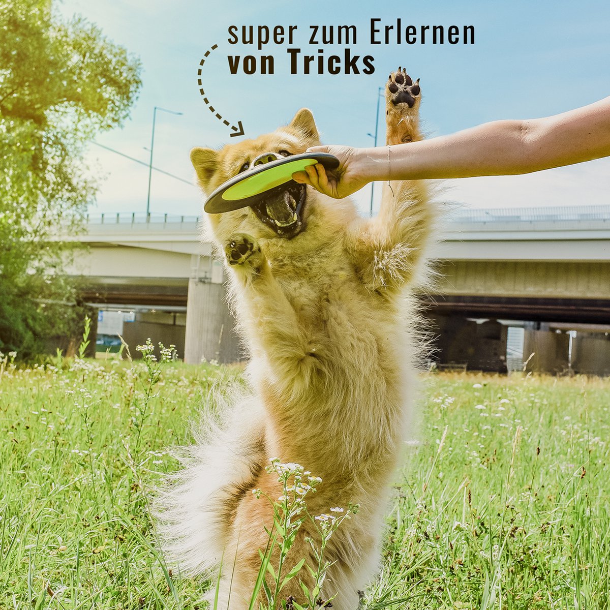 Hunde-Frisbee – schwimmfähig