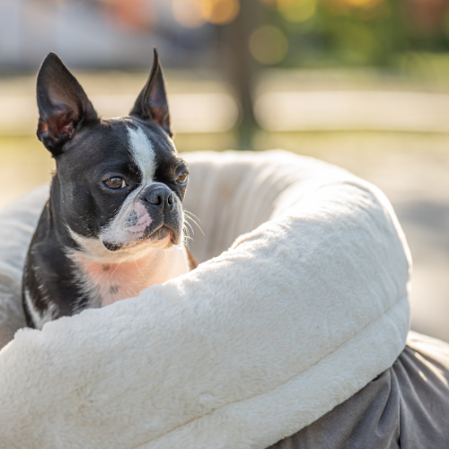 Pawla Petstore: King Louis Collection Kuschelsack WILDLEDER