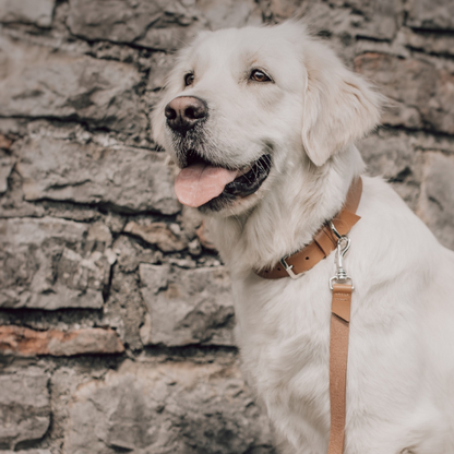 Labbvenn Hundehalsband KOLLU