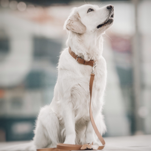 Labbvenn Hundehalsband KOLLU