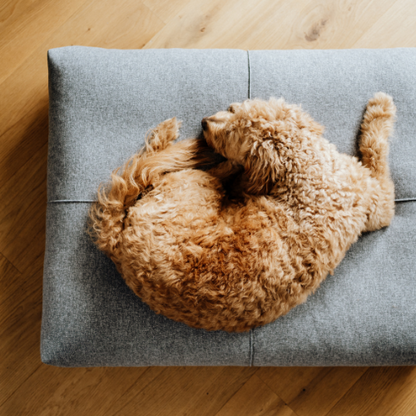 Labbvenn Hundekissen FINNO