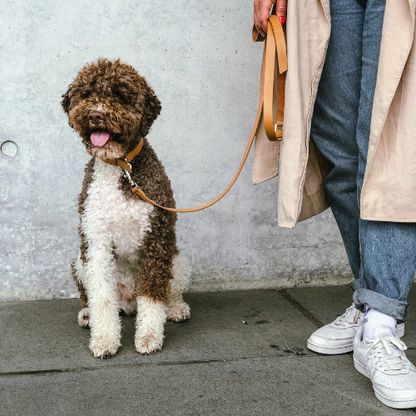 Labbvenn Leine LUSSA