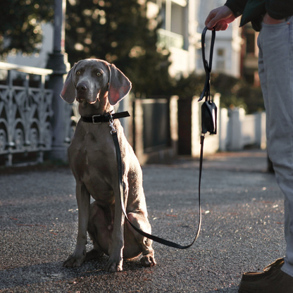 Labbvenn Leine LUSSA